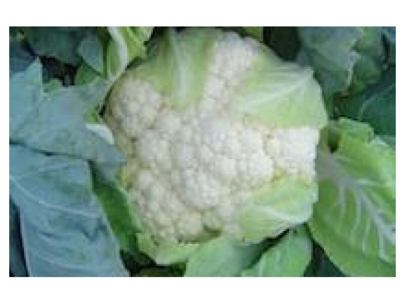 Lillkapsas Kastor  2500 s