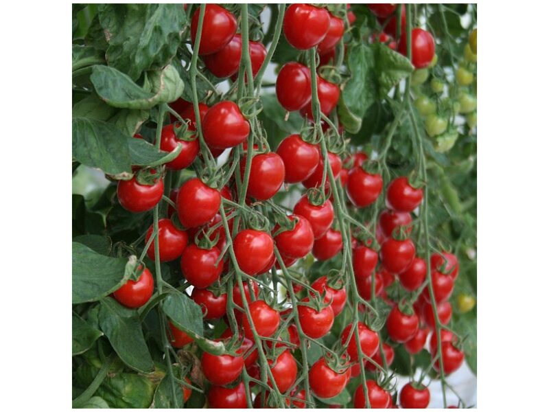 Tomat GardenBerry 100 s