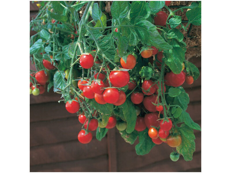 Tomat Tumbling Red 100 s