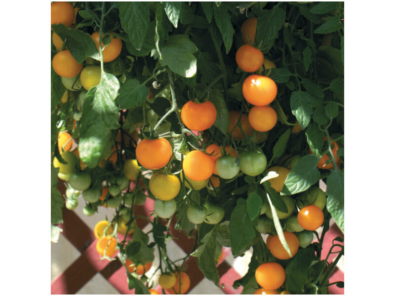 Tomat Tumbling Yellow 100 s