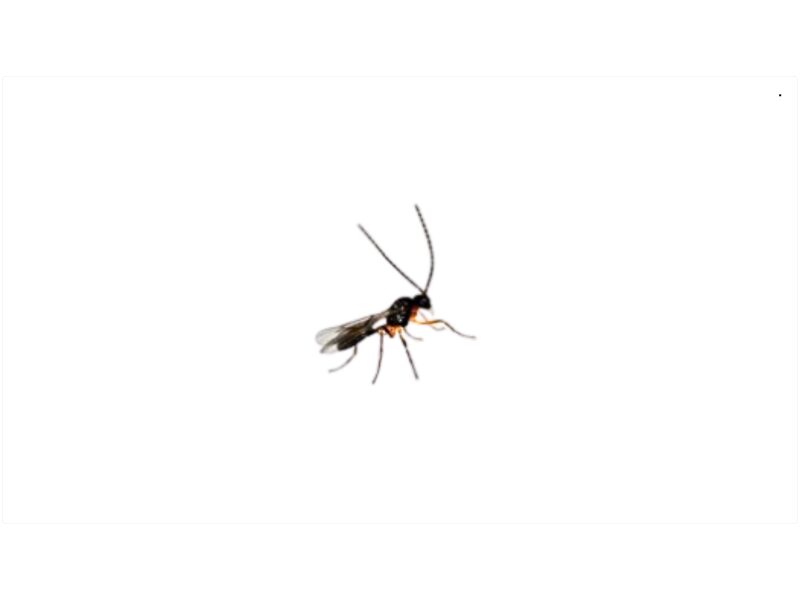 Aphidius colemani lehetäide tõrjeks 500 tk