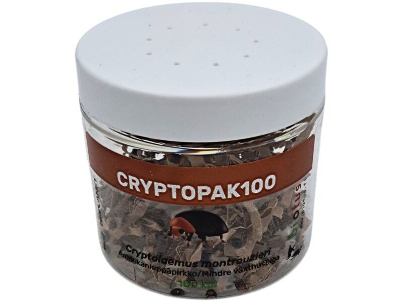 Lepatriinu C. montrouzieri 100 tk
