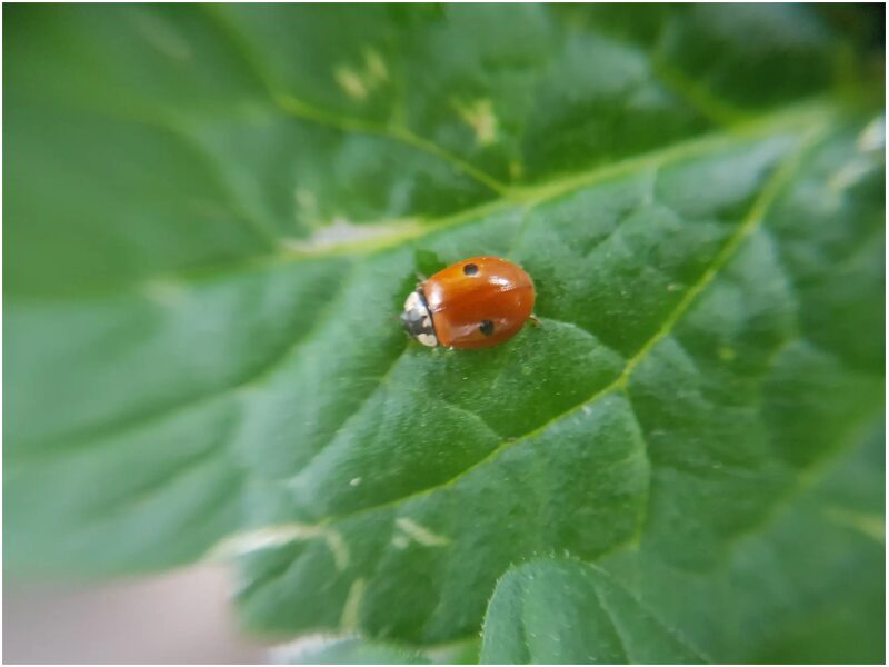 Lepatriinu Adalia bipuncata 100 tk, täiskasvanud