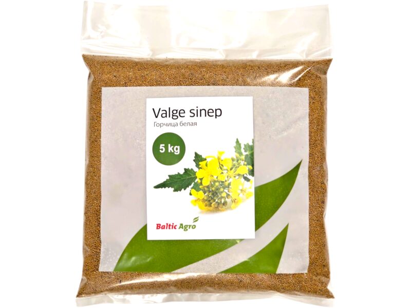 Valge sinep