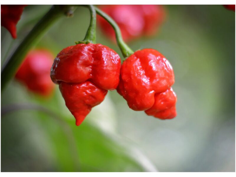 Paprika Armageddon 100 s