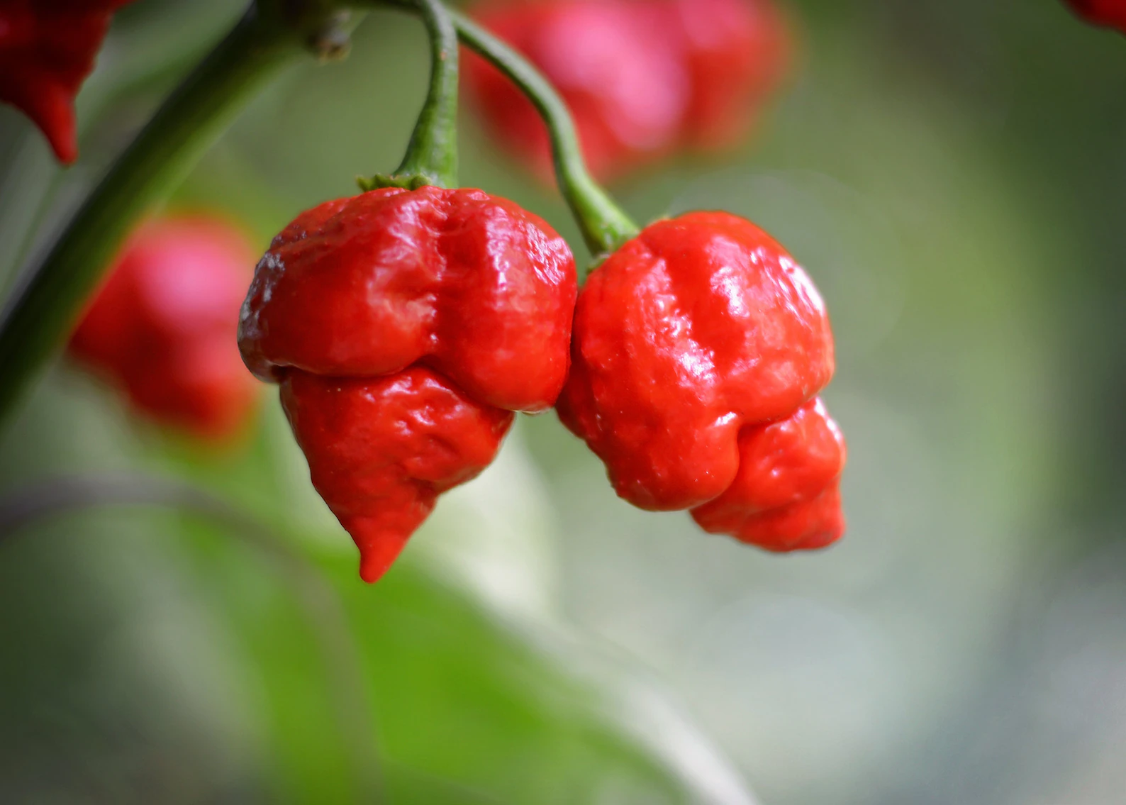 Paprika Armageddon 100 s