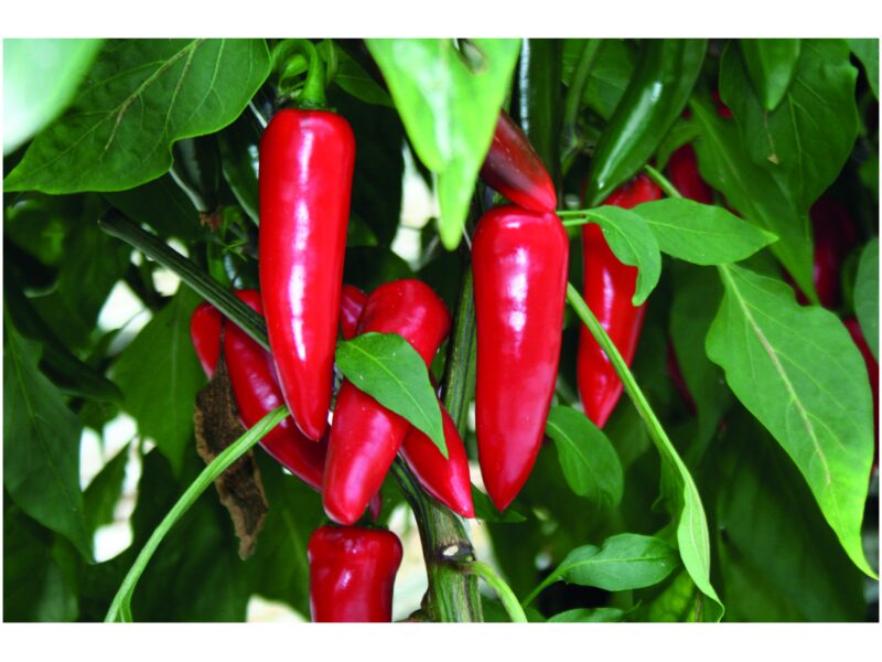 Paprika Frenso Chilli Supreme 100 s