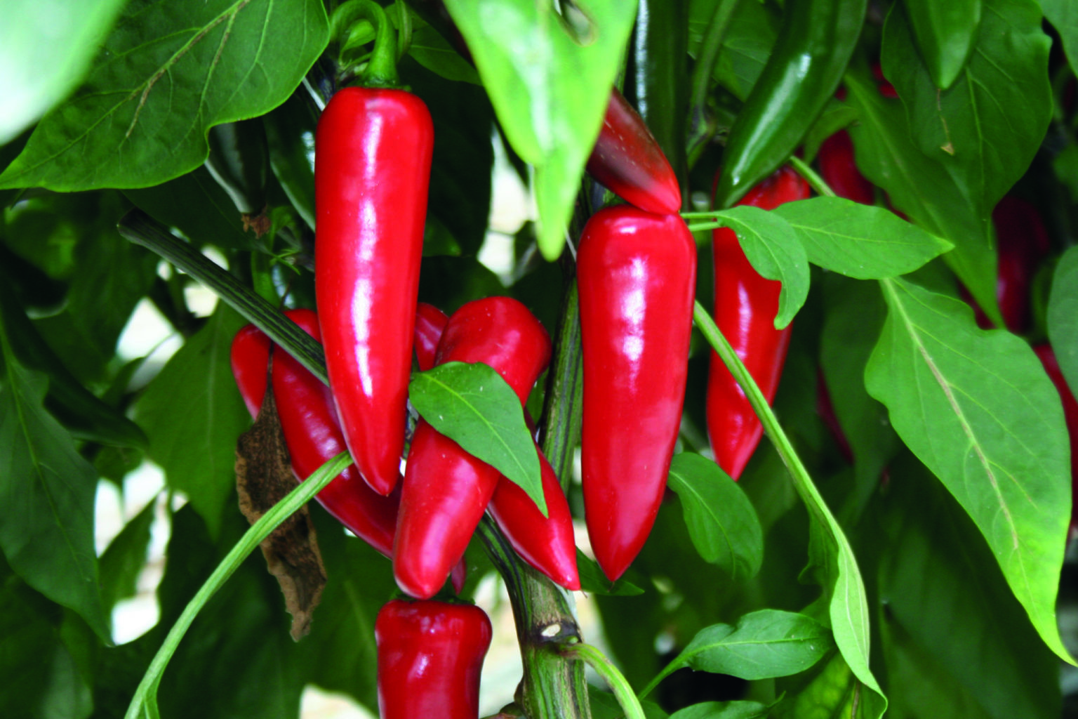 Paprika Frenso Chilli Supreme 100 s