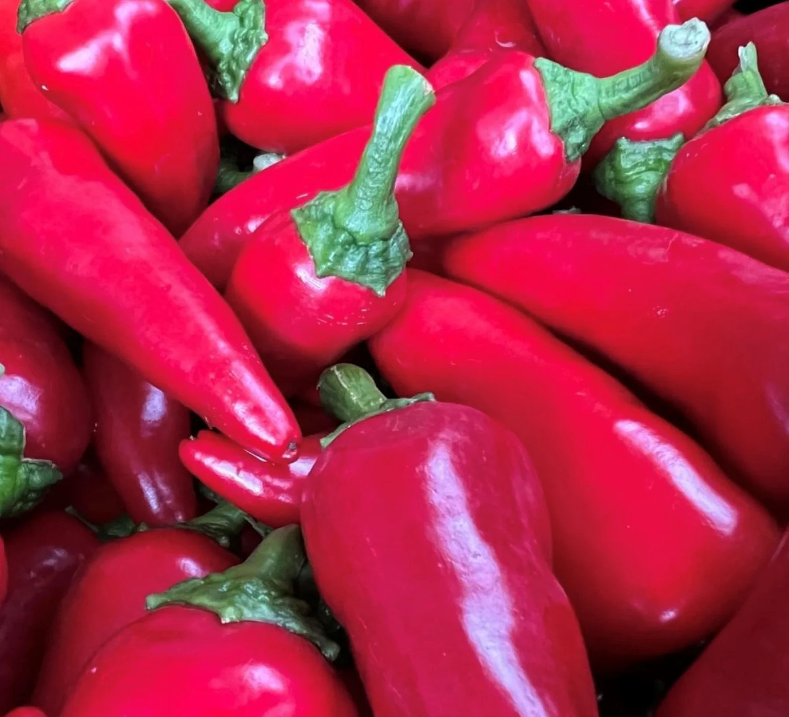 Paprika Frenso Red TP5905 100 s