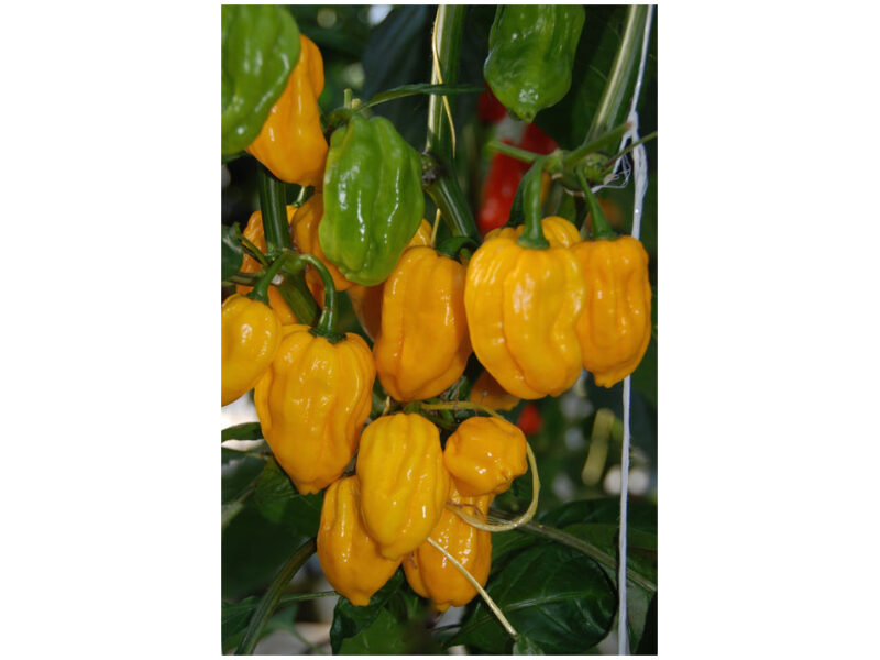 Paprika Habanero Kollane 100 s