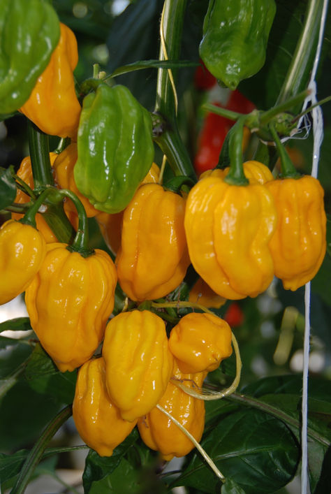Paprika Habanero Kollane 100 s