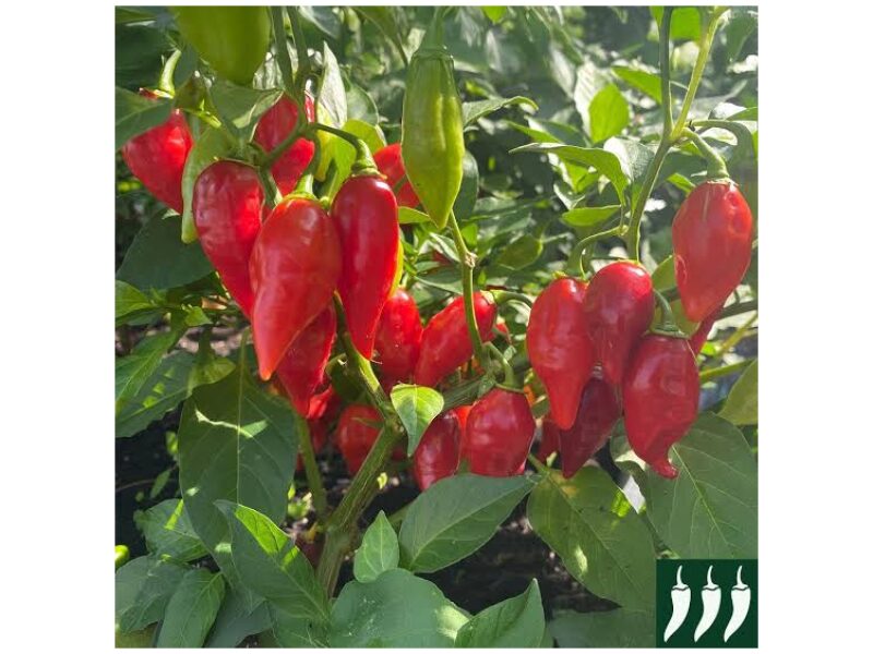 Paprika Raging Bull 100 s