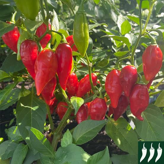 Paprika Raging Bull 100 s