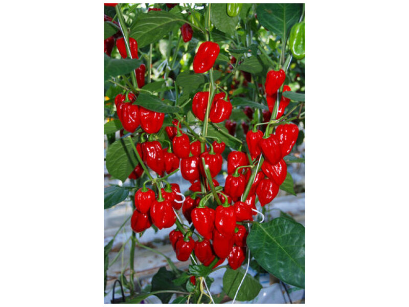 Paprika Habanero Red Flamenthrower 100 s