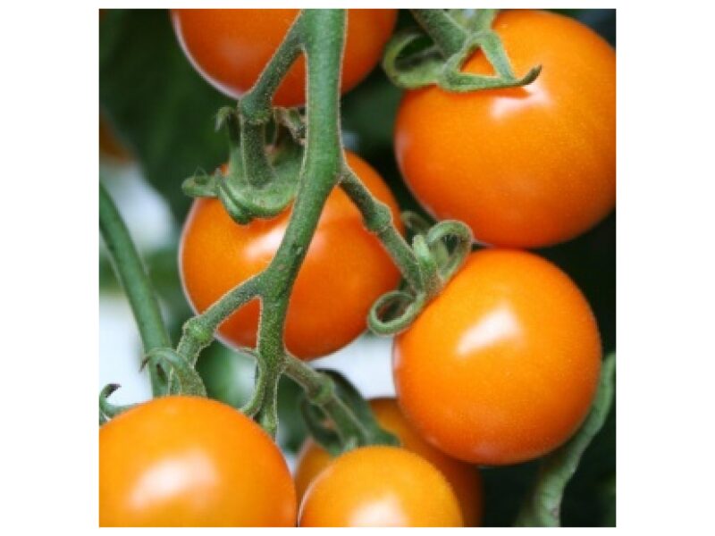 Tomat Sungold 100 s